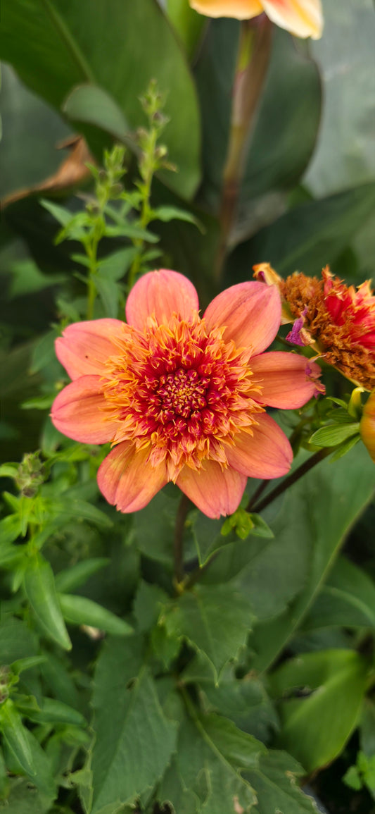 Dahlia 'Sandia Brocade' - rooted cutting