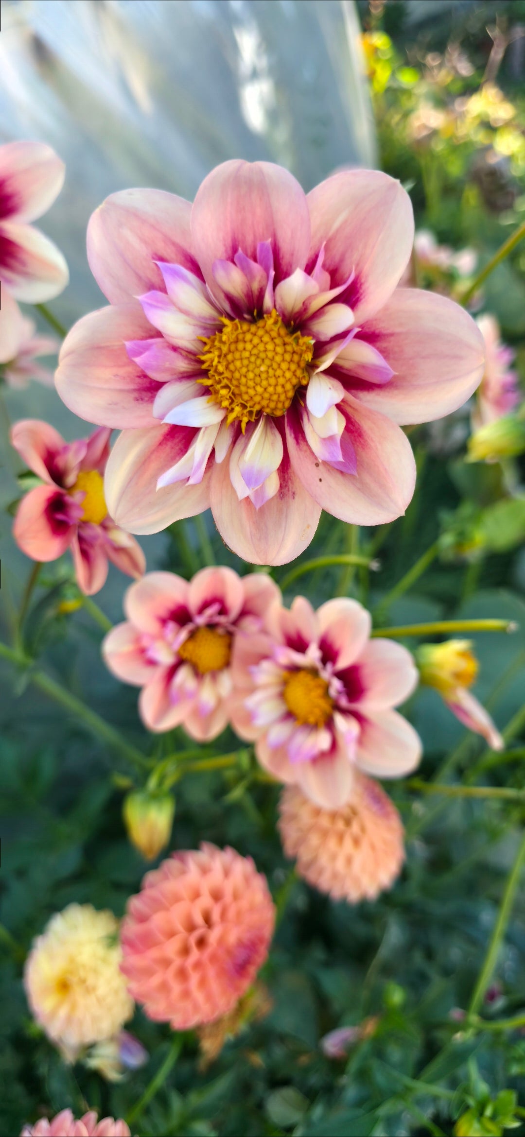 Dahlia collarette seme - mix od R&C, Orange Hype, April Heather - 25 komada