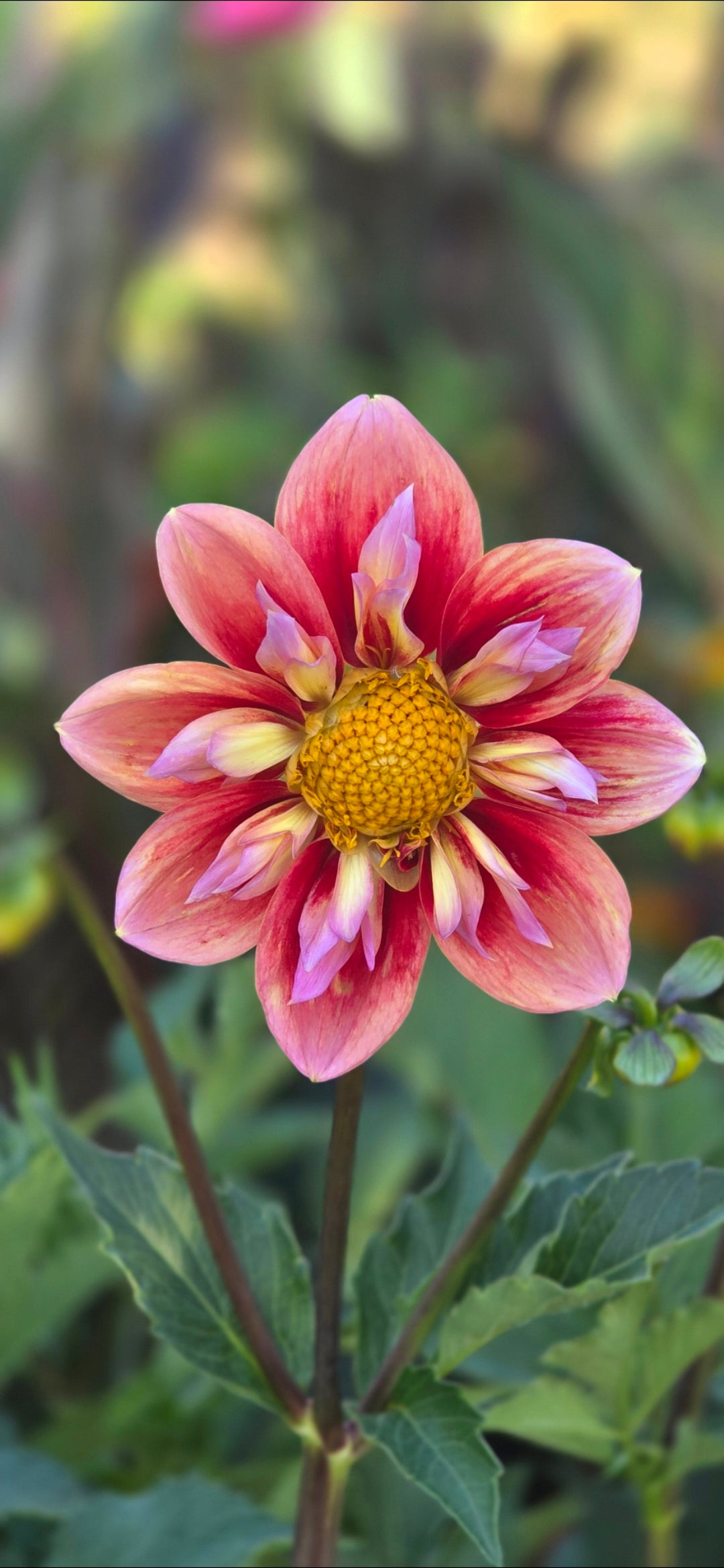 Dahlia collarette 'Orange Hype' - tuber
