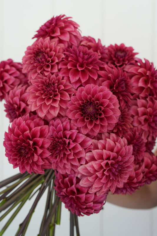 Dahlia 'RM Smokeshow' - rooted cutting