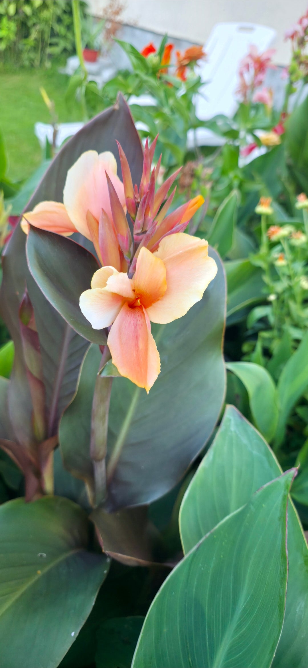 Canna 'Caprice'