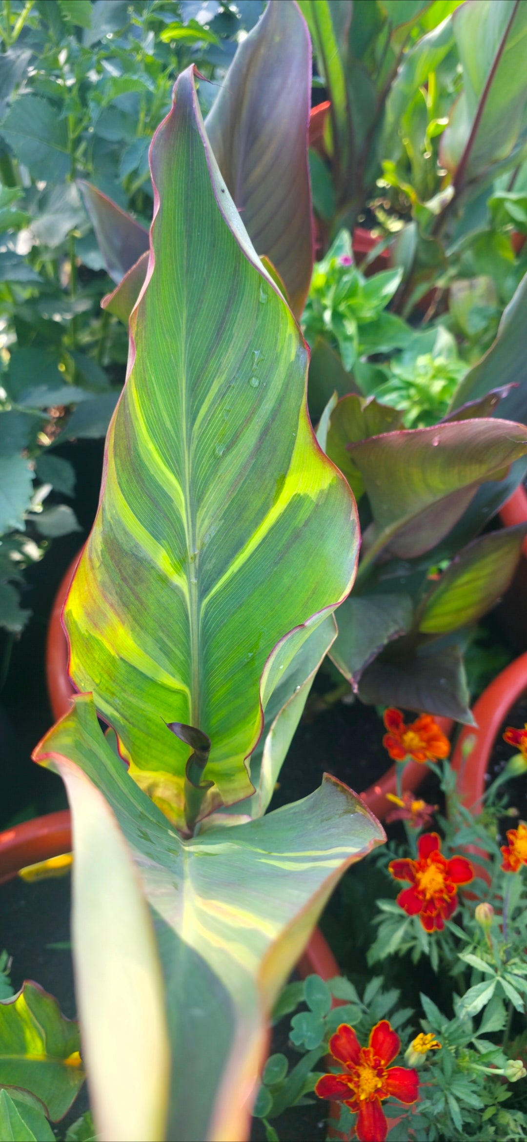Canna 'Thai Rainbow'