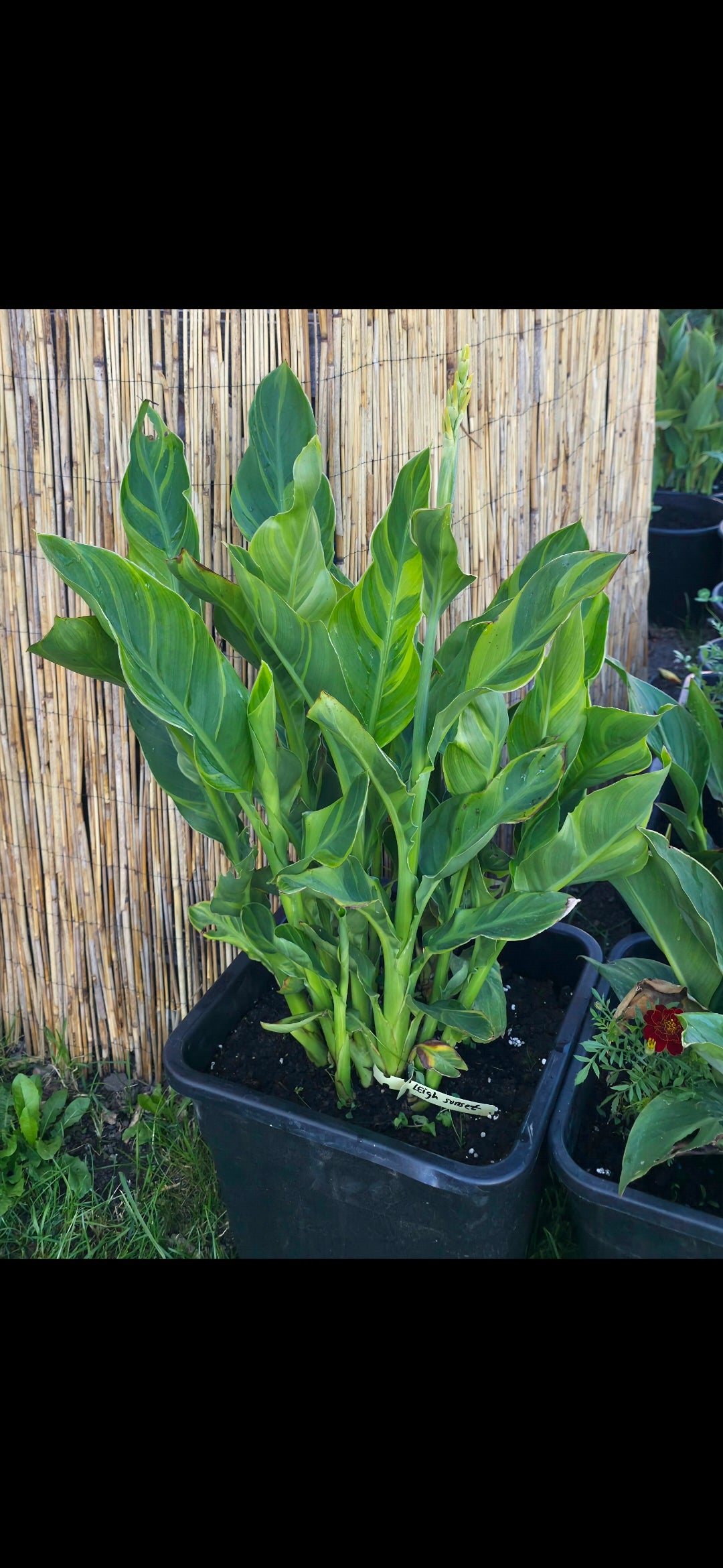 Canna 'Leigh Sunset'