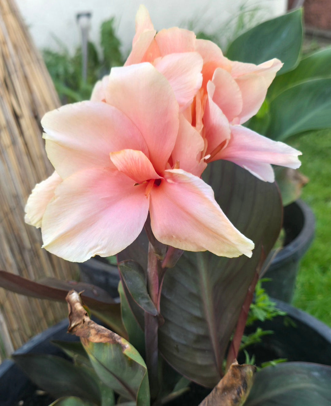 Canna 'Lady Hanna'