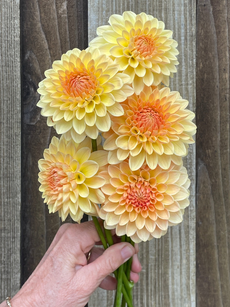 Dahlia 'KA’s® Apricot Kiss' - rooted cutting