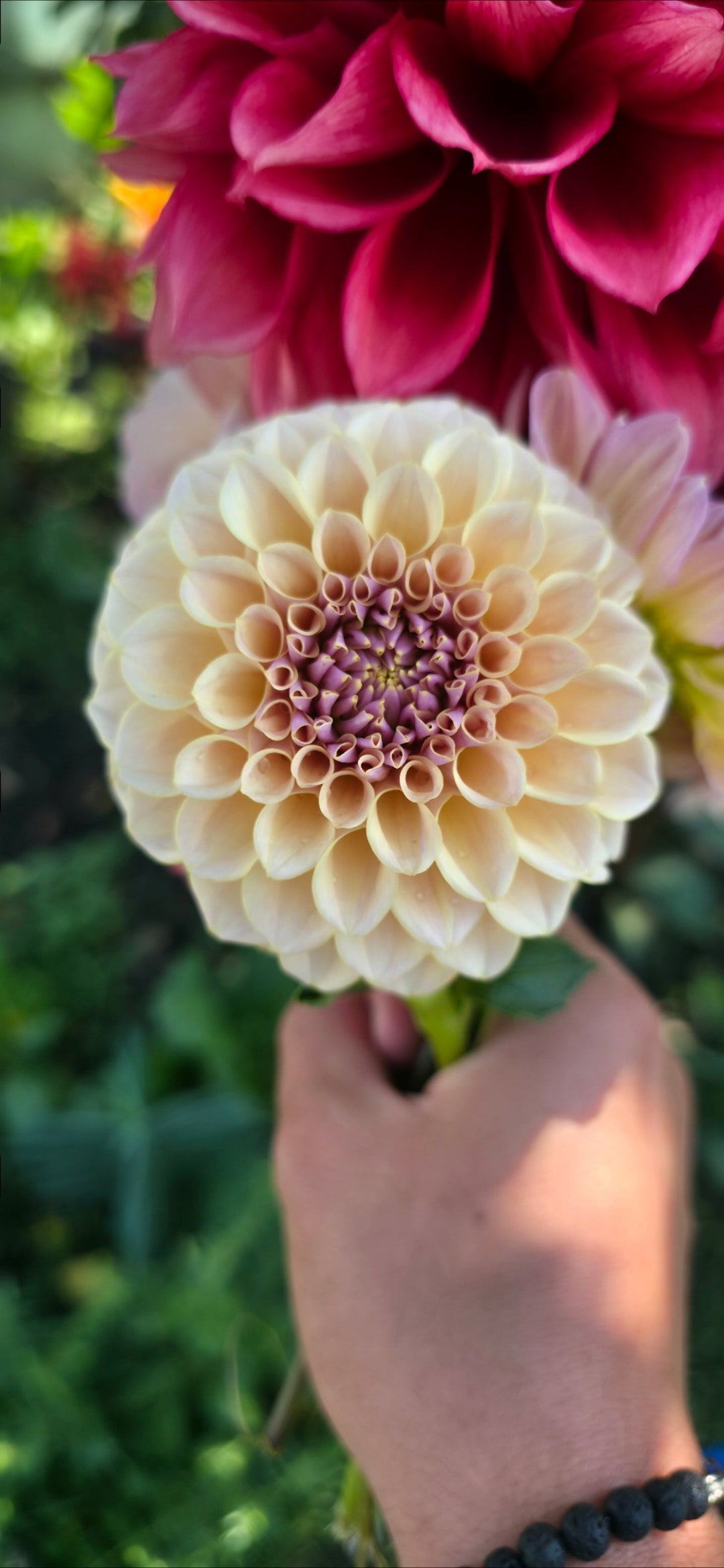 Dahlia 'KA’s® Cinder Rose' - rooted cutting