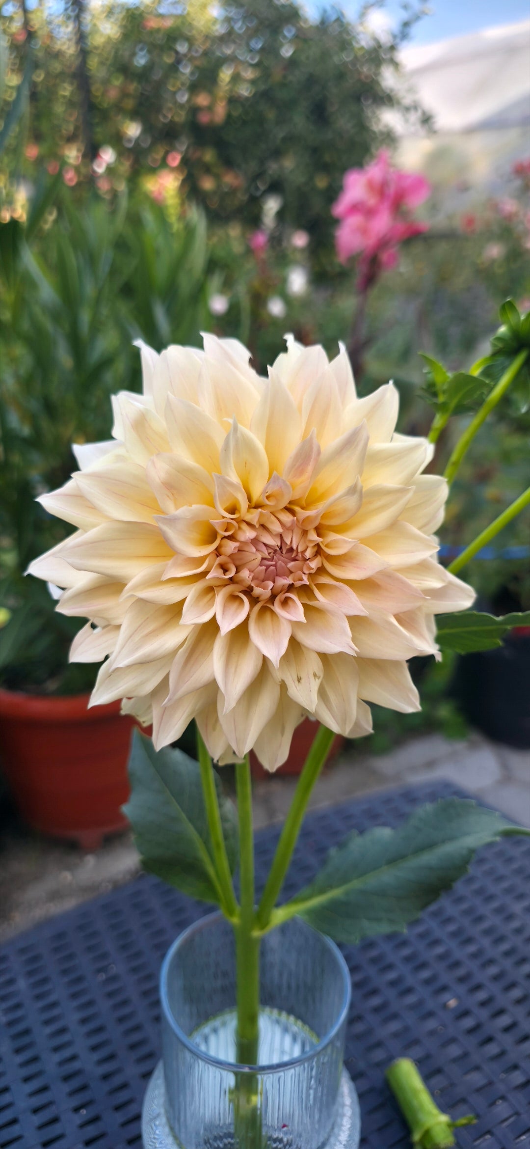 Dahlia 'KA’s® Mocha Maya' - rooted cutting