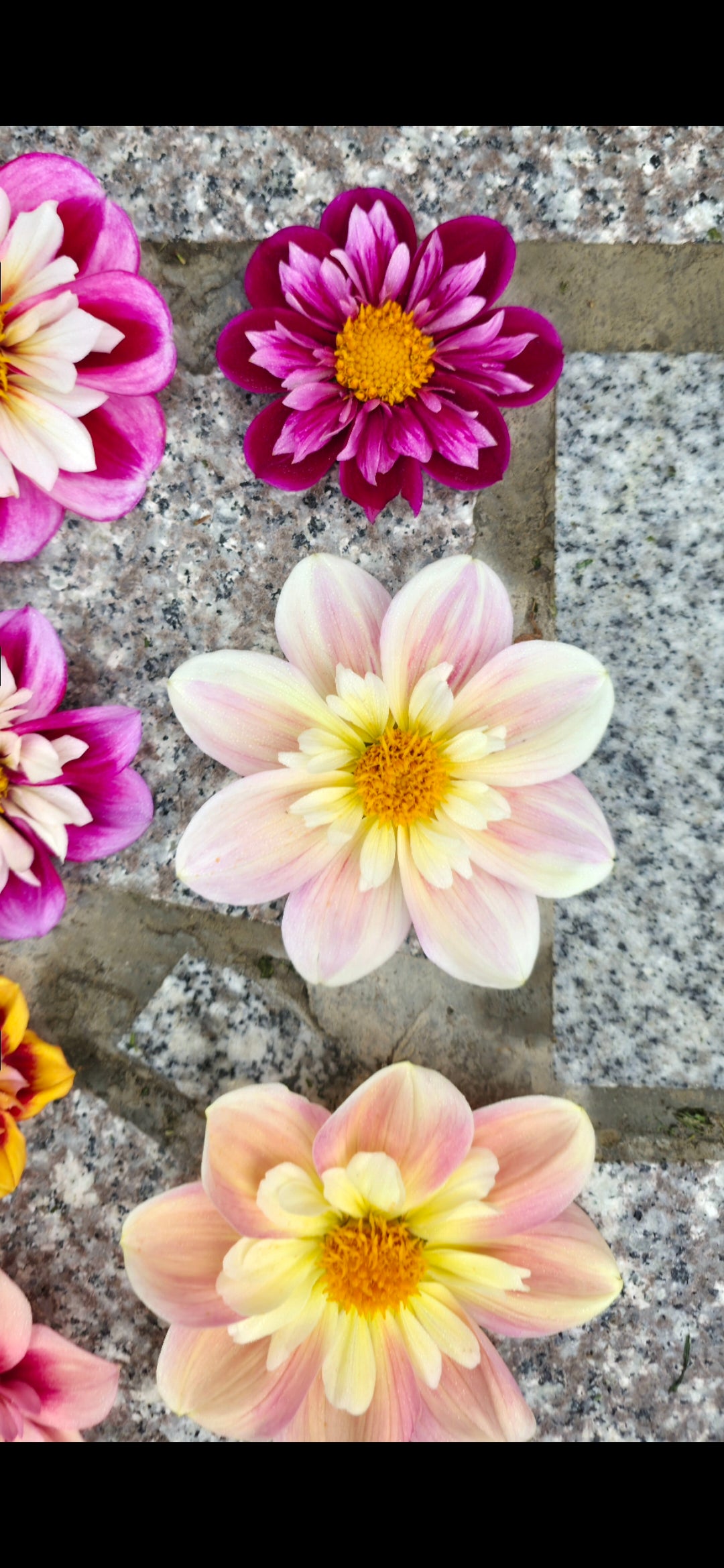 Dahlia collarette 'April Heather' - rooted cutting