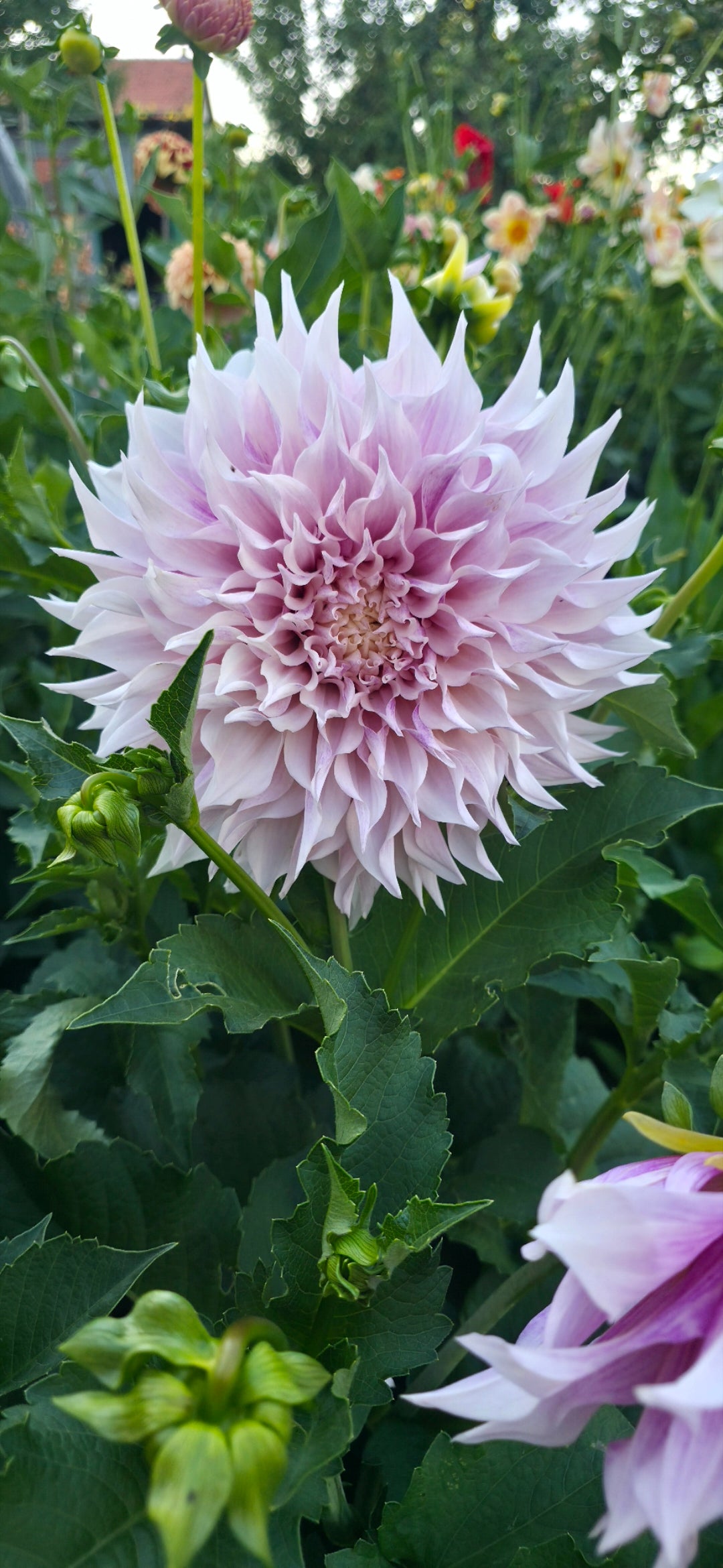 Dahlia 'KA’s® Lavander Blush' - rooted cutting