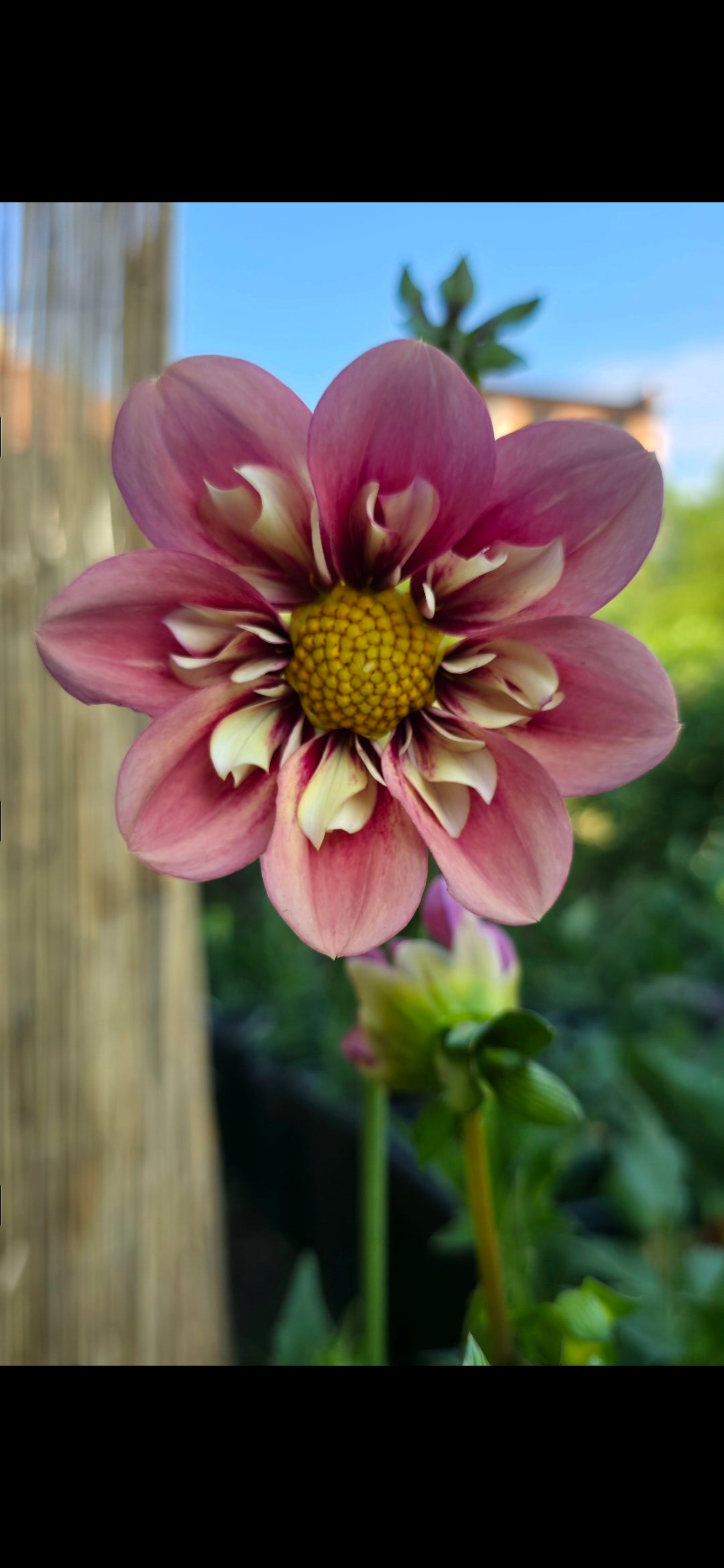 Dahlia collarette seme - mix od R&C, Orange Hype, April Heather - 25 komada