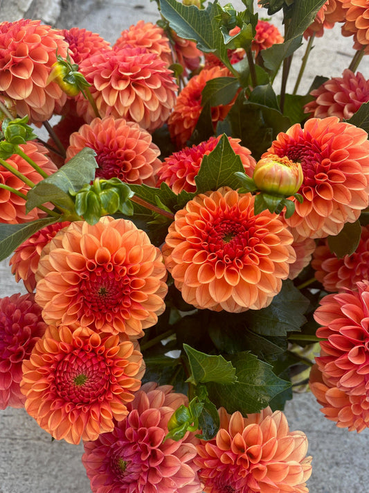 Dahlia 'KA’s® Blood Orange' - rooted cutting