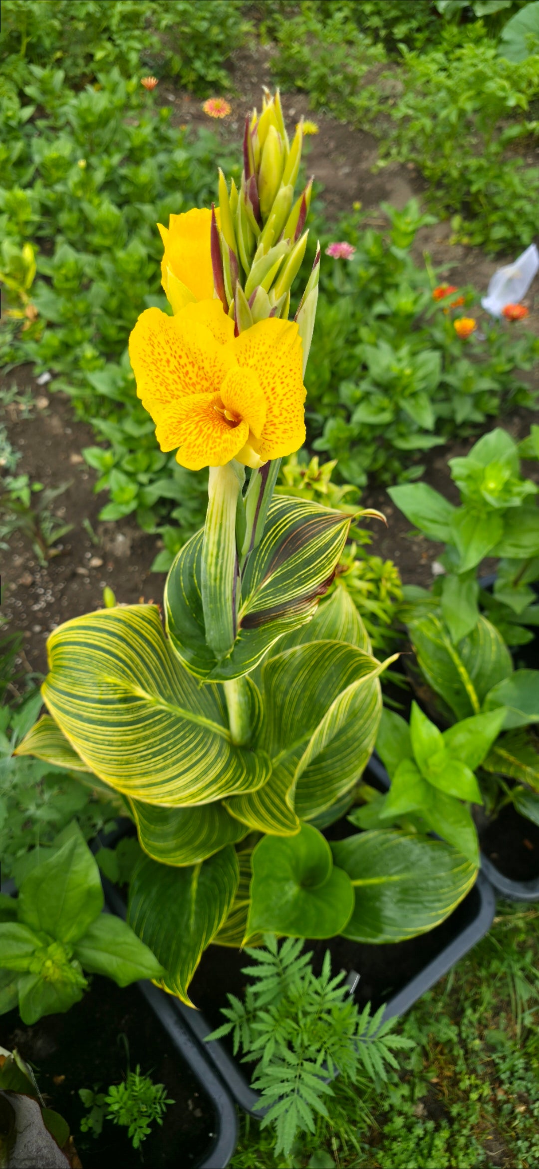 Canna 'Cleopatra tiger'