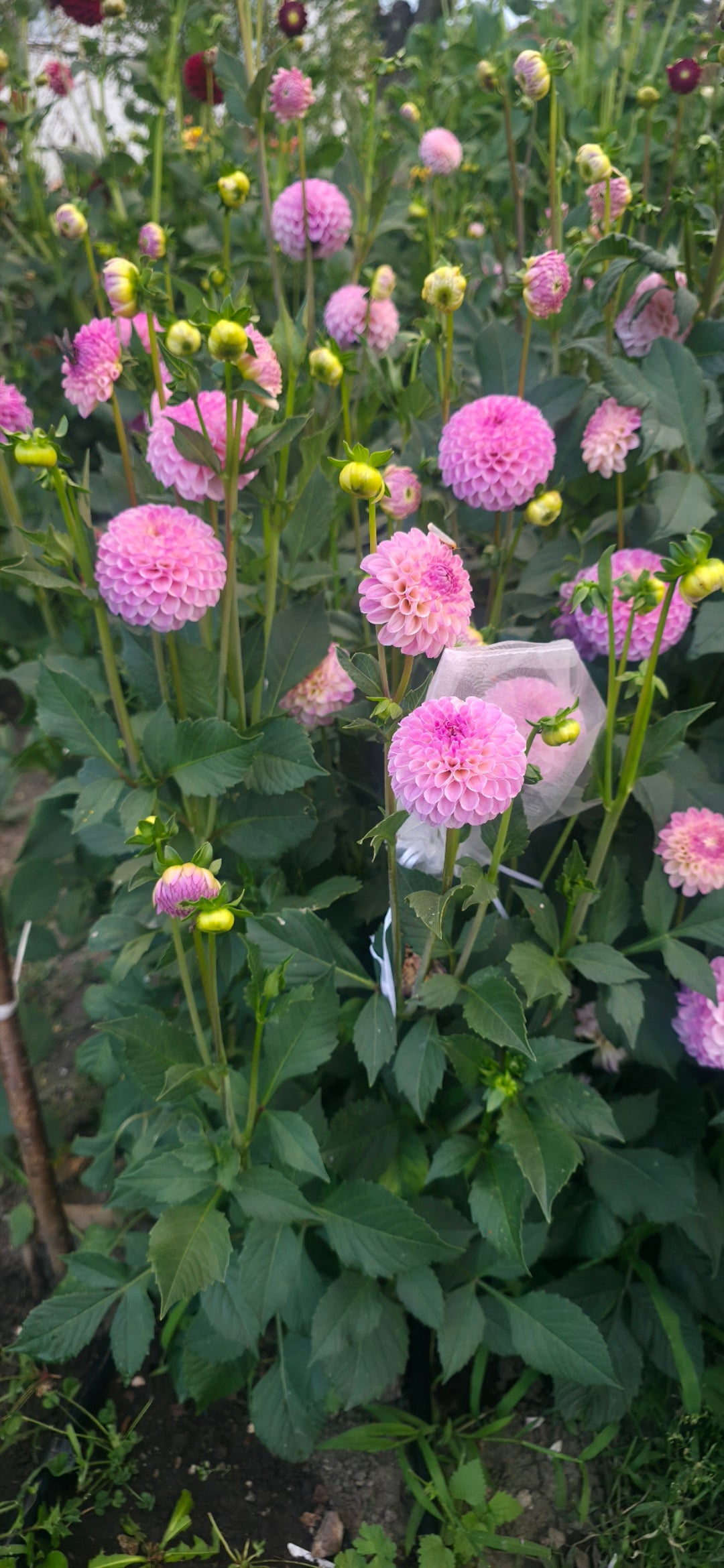 Dahlia 'Odyssey' - rooted cutting