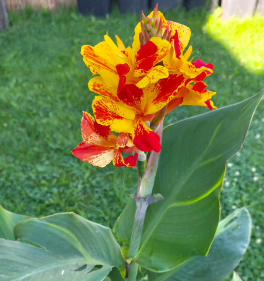 Canna 'Sassy Sandy'