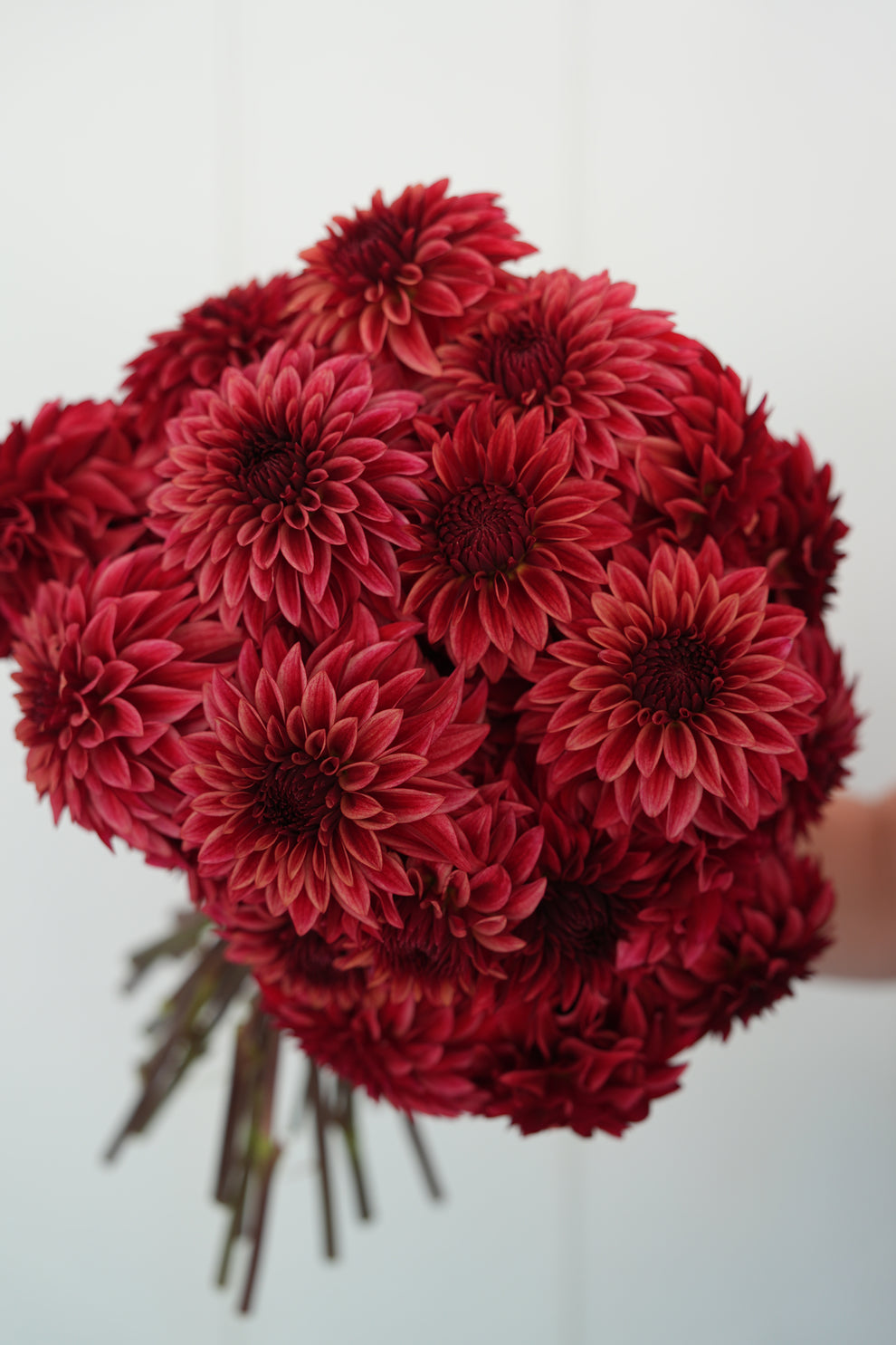 Dahlia 'RM Dragon's Blood' - rooted cutting
