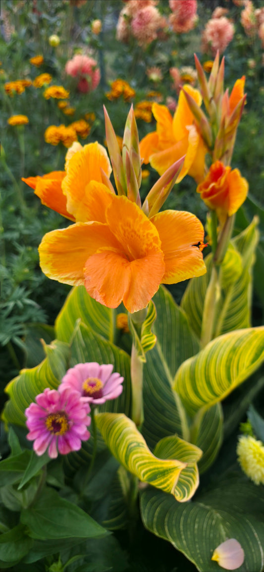 Canna 'Bethany'