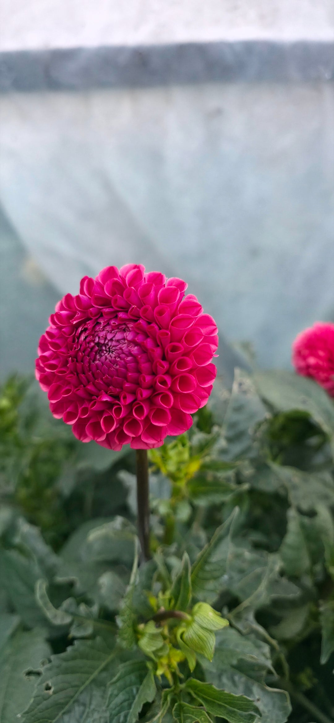 Dahlia 'Ferncliff Rusty' - rooted cutting