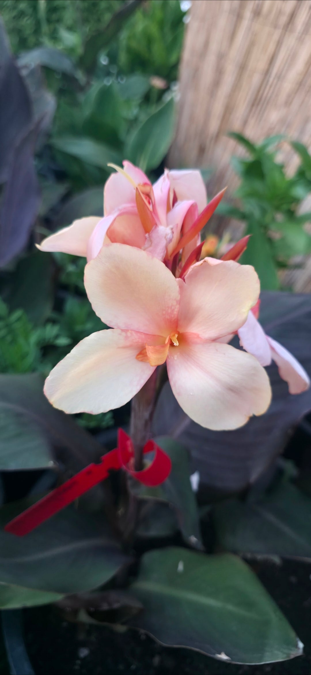 Canna 'Helena'