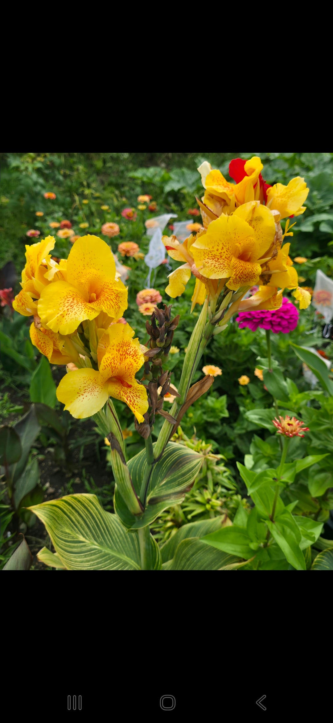 Canna 'Cleopatra tiger'