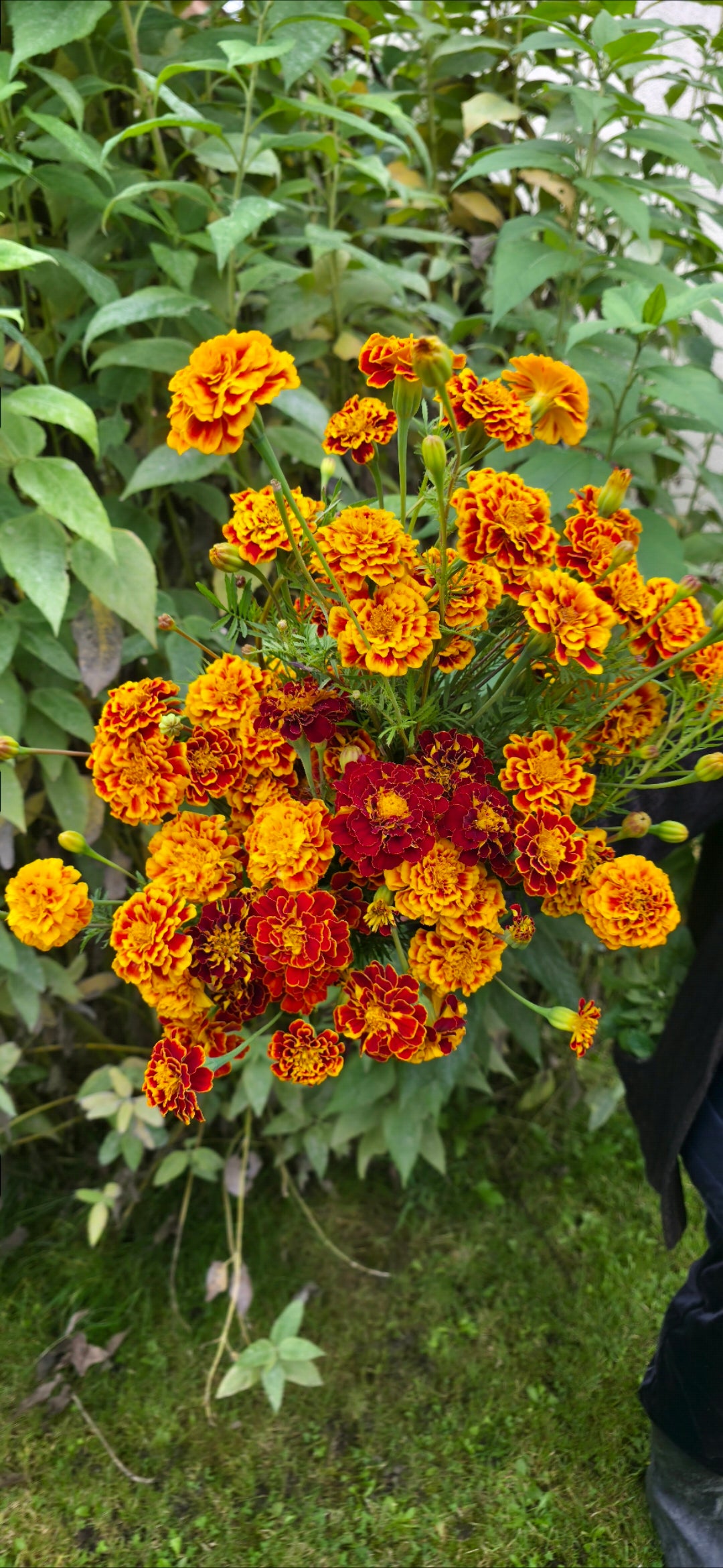 Marigolds 'Sparkler' - 50 semena
