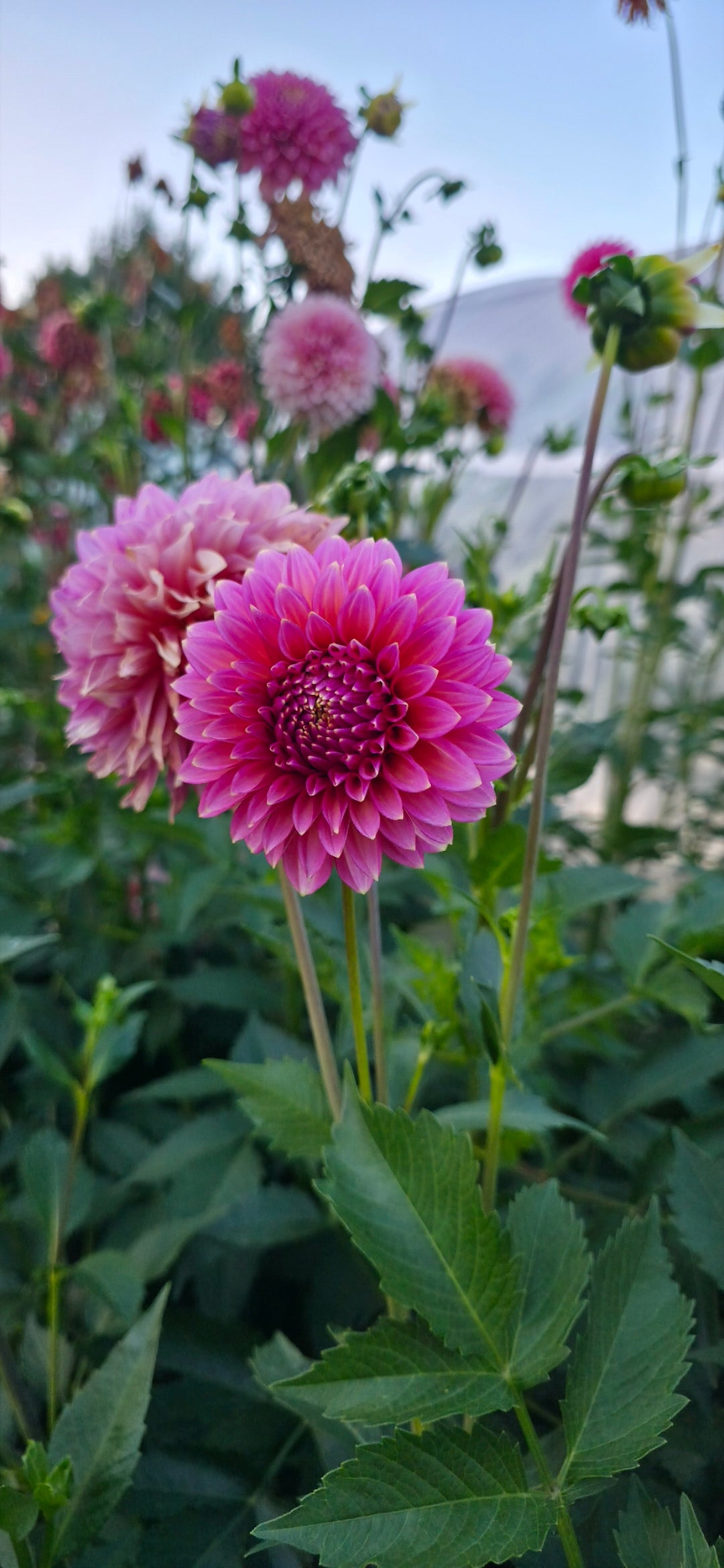 Dahlia 'Bloomquist Mojo - rooted cutting