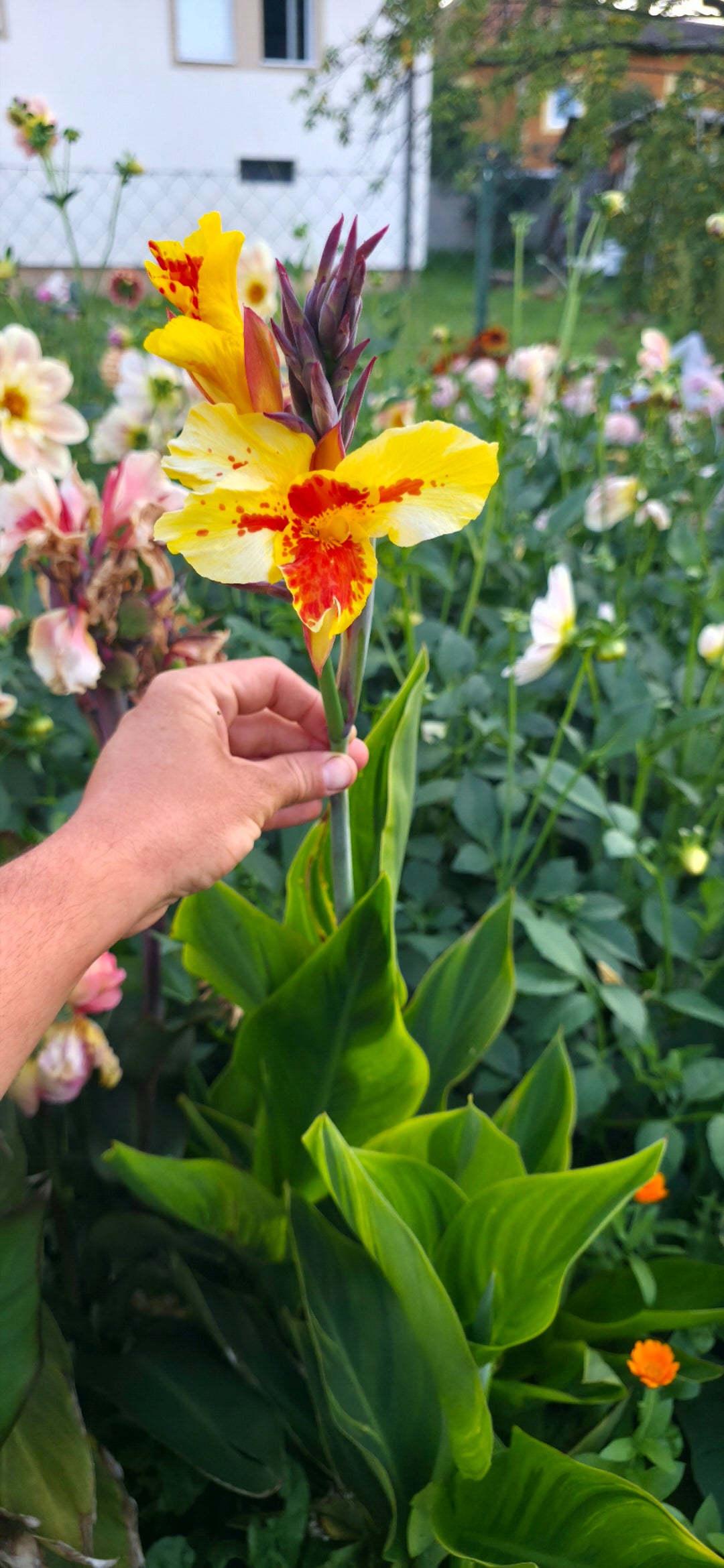 Canna 'Sri-Menanti'