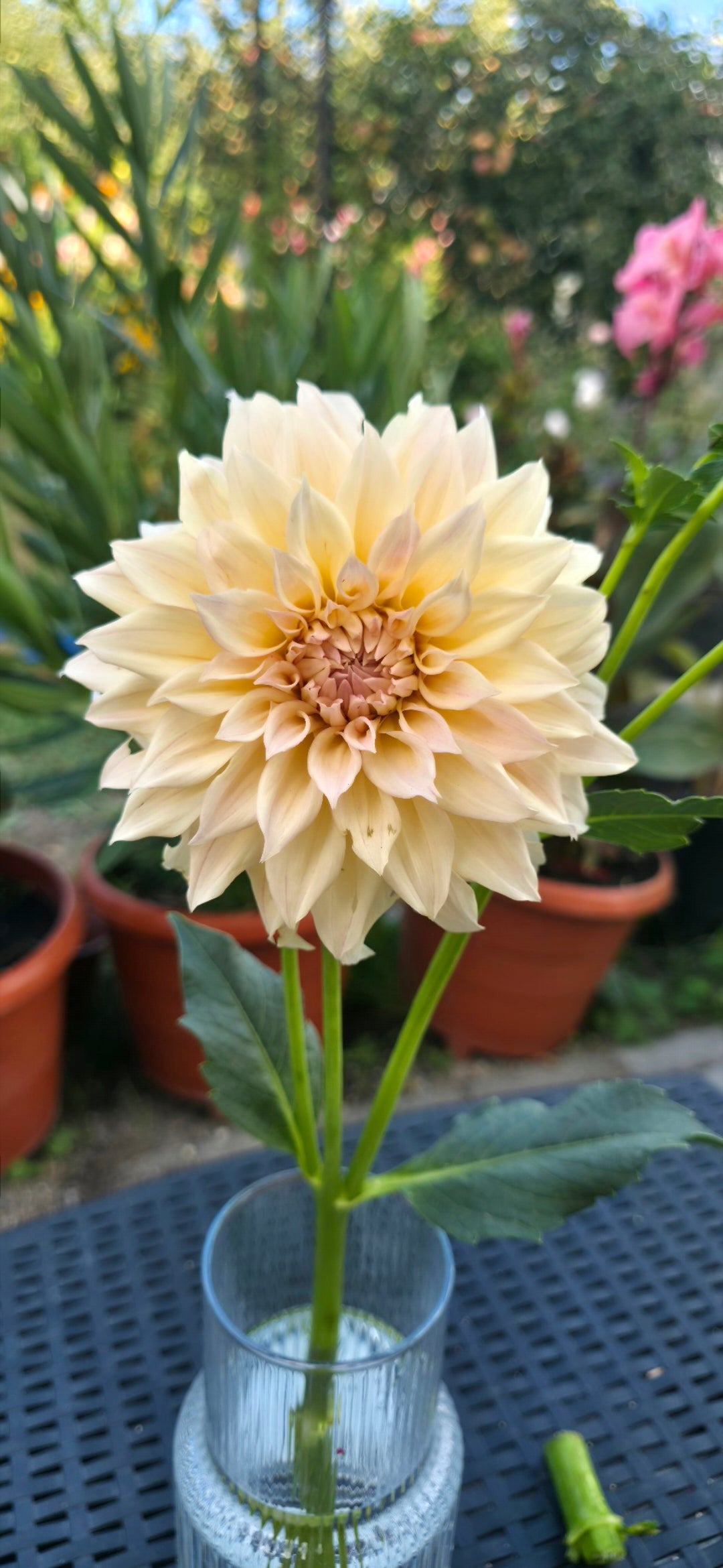 Dahlia 'KA’s® Mocha Maya' - rooted cutting