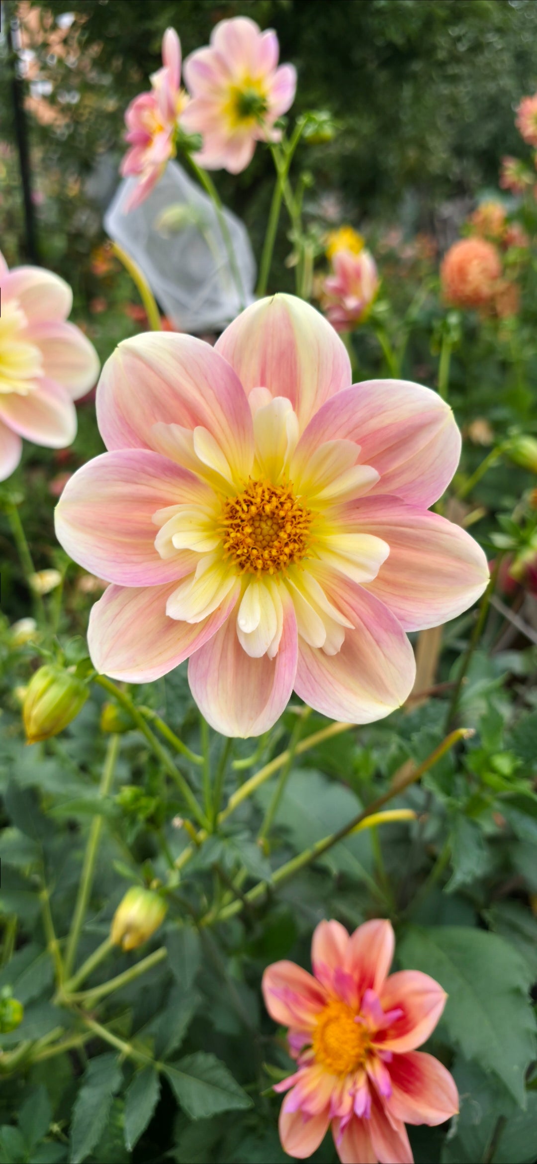 Dahlia collarette 'April Heather' - rooted cutting