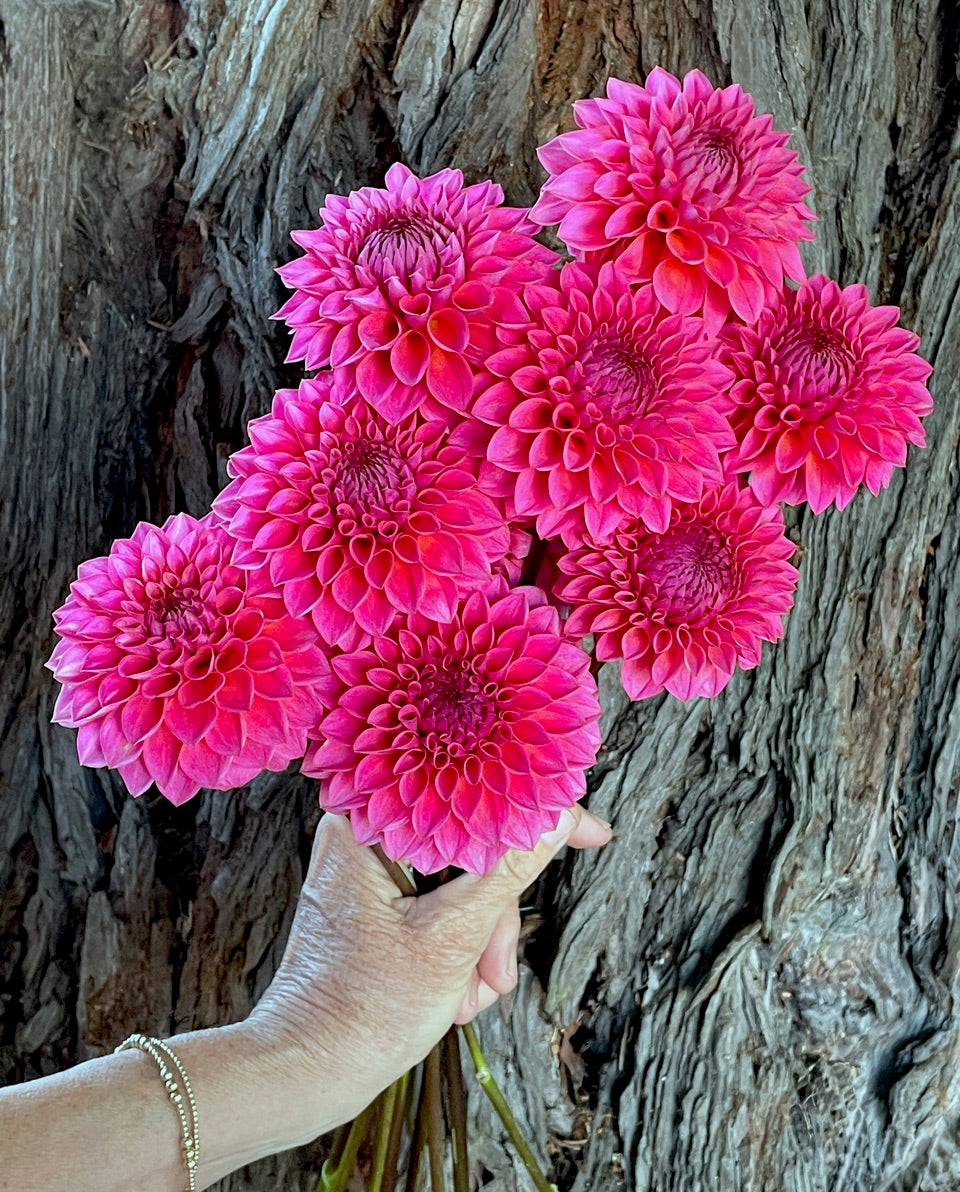 Dahlia 'KA’s® Poppin Pink' - rooted cutting