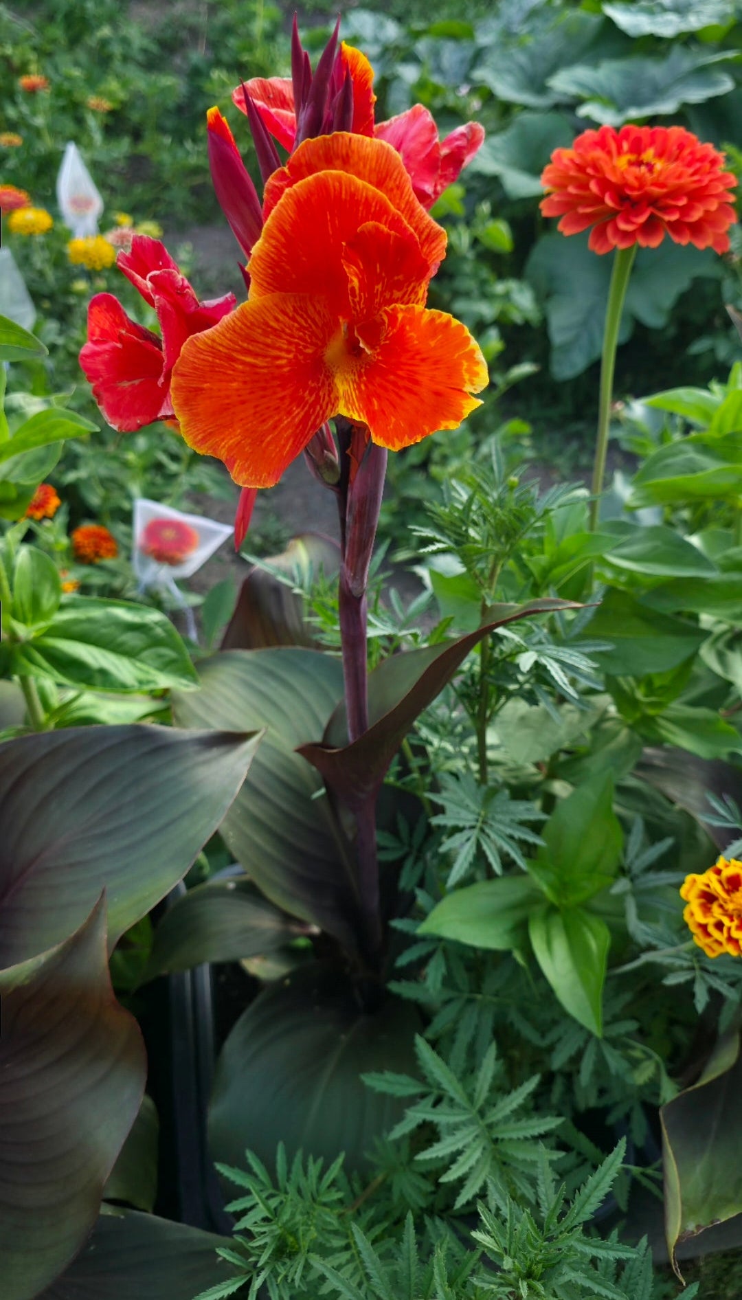 Canna 'Cardinal'