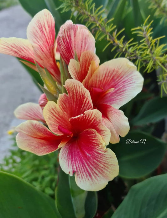 Canna 'Piri Piri'