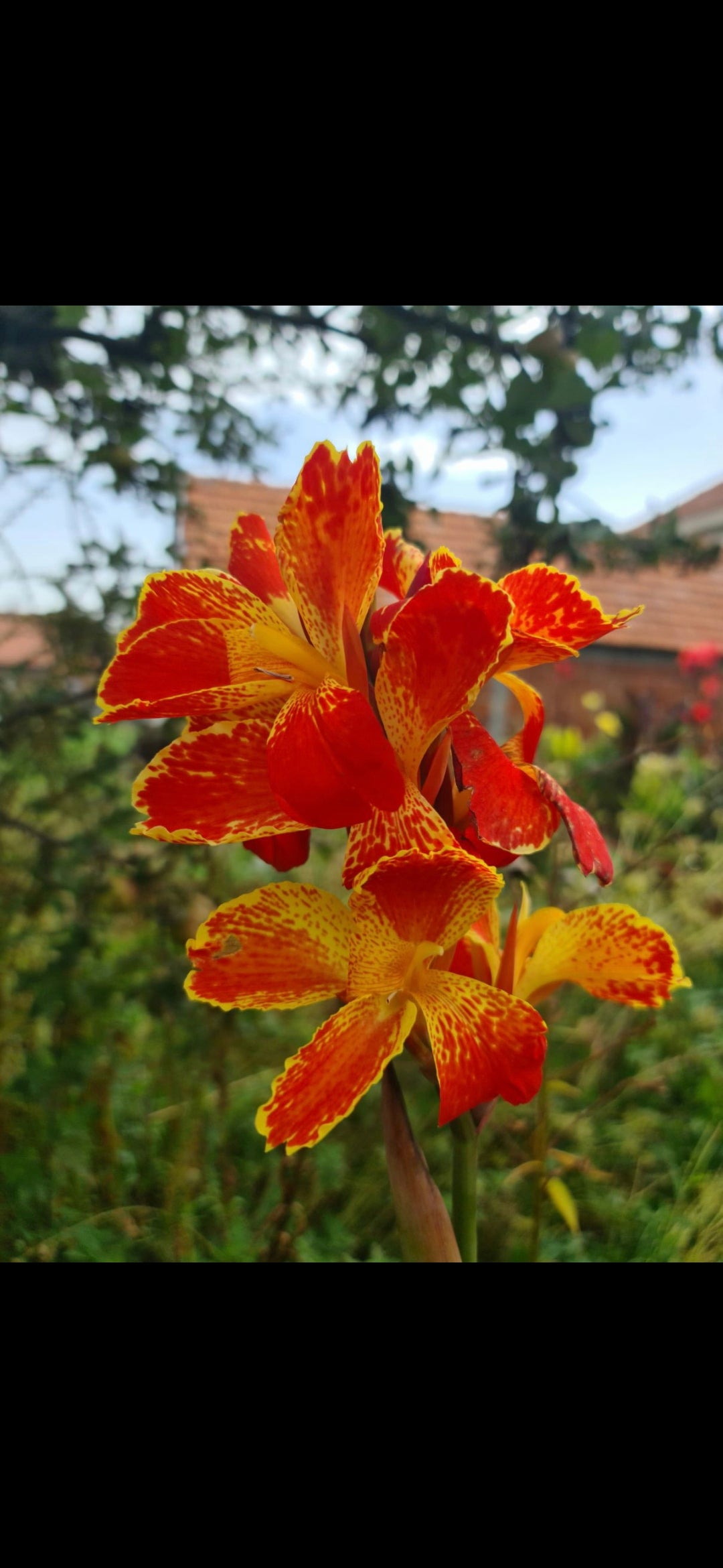 Canna 'Stars and Stripes'