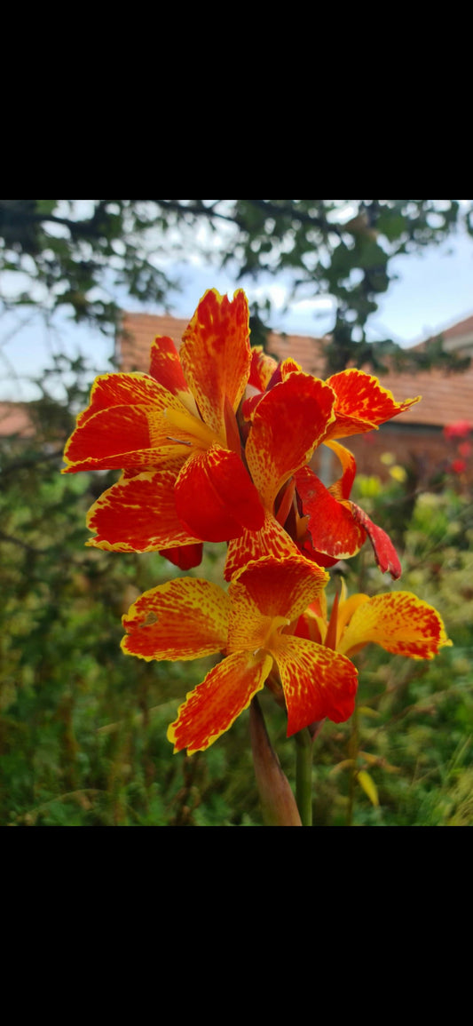Canna 'Stars and Stripes'