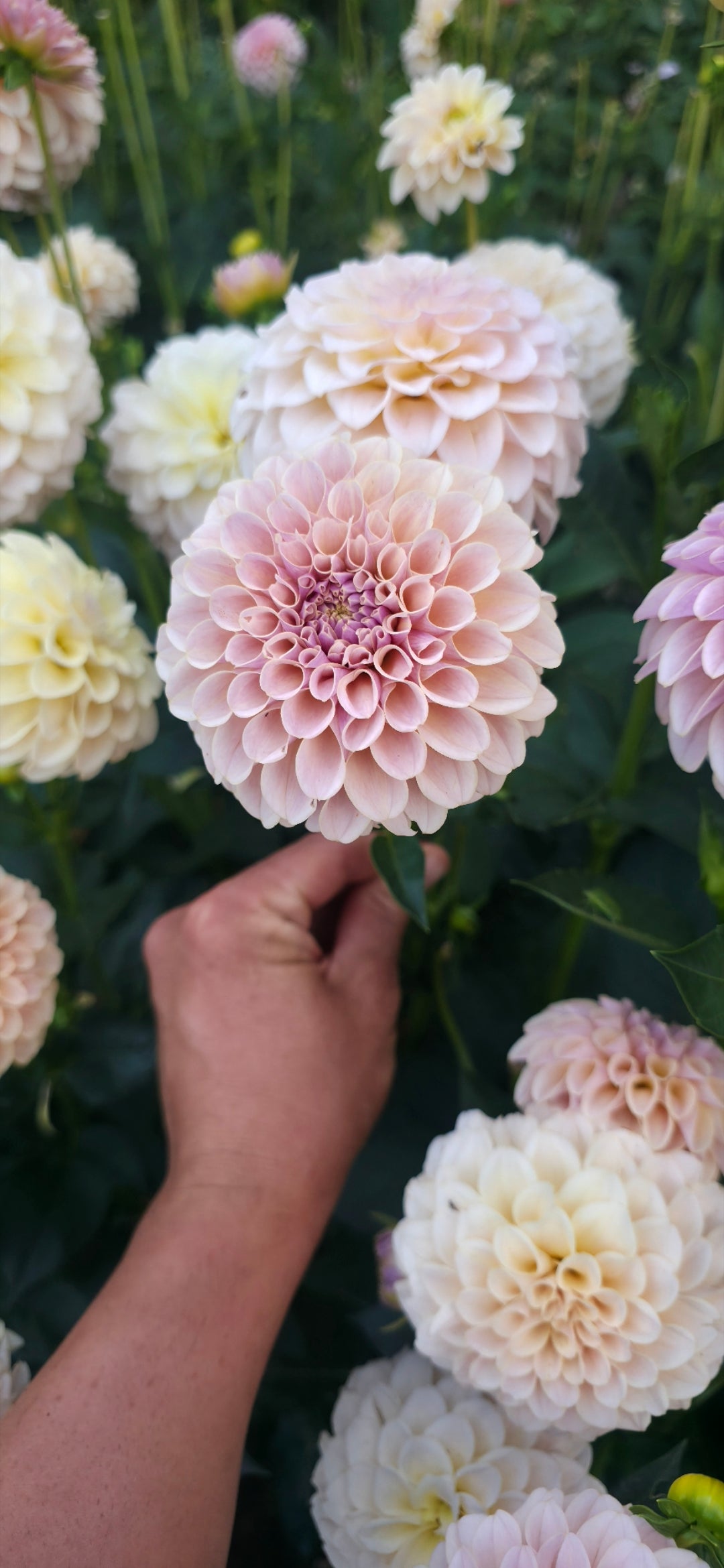 Dahlia 'KA’s® Cinder Rose' - rooted cutting