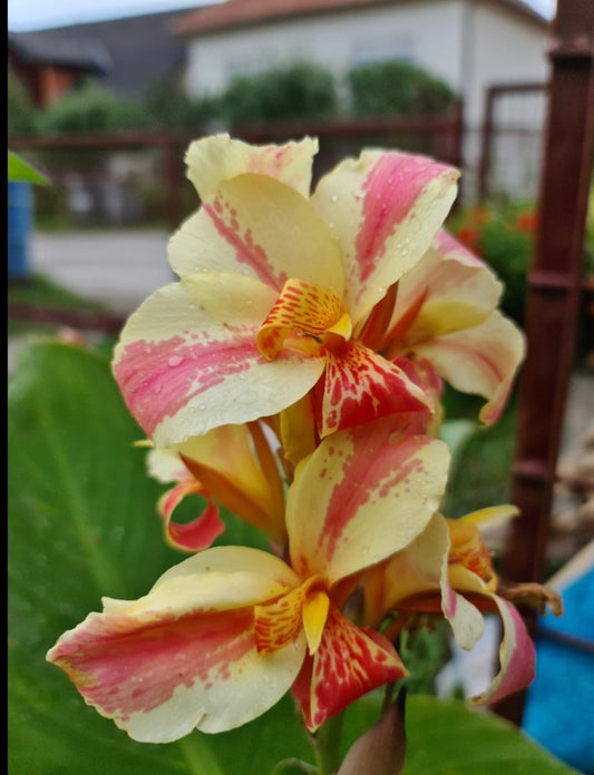 Canna 'BN's Creamy Fantasy'