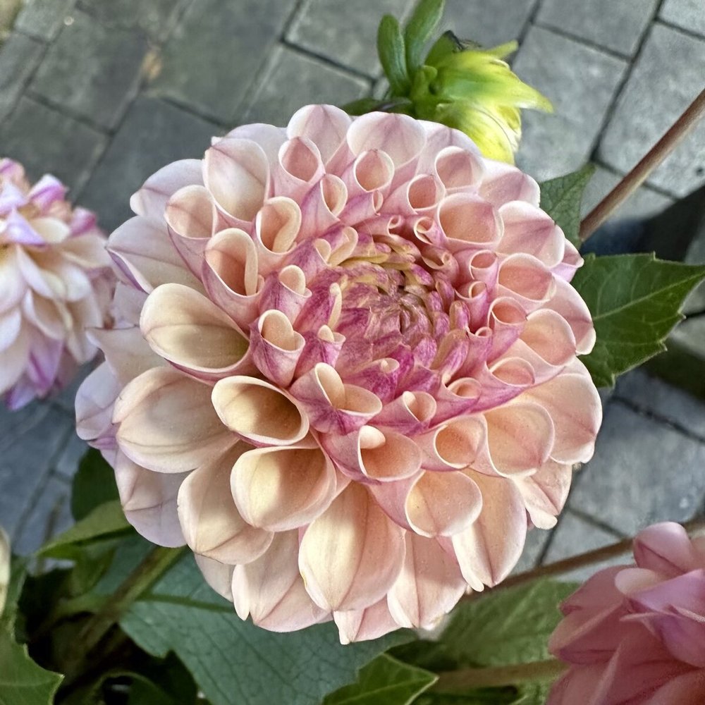 Dahlia 'Lee's Little Angel' - rooted cutting
