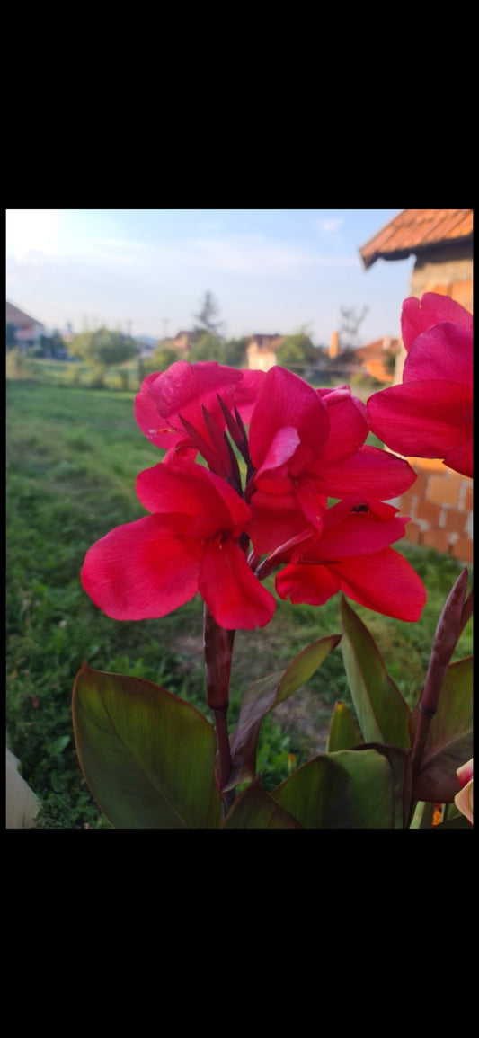 Canna 'Katie'