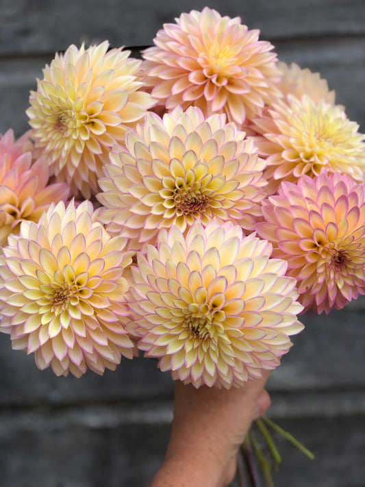 Dahlia 'Bloomquist Blush' - rooted cutting