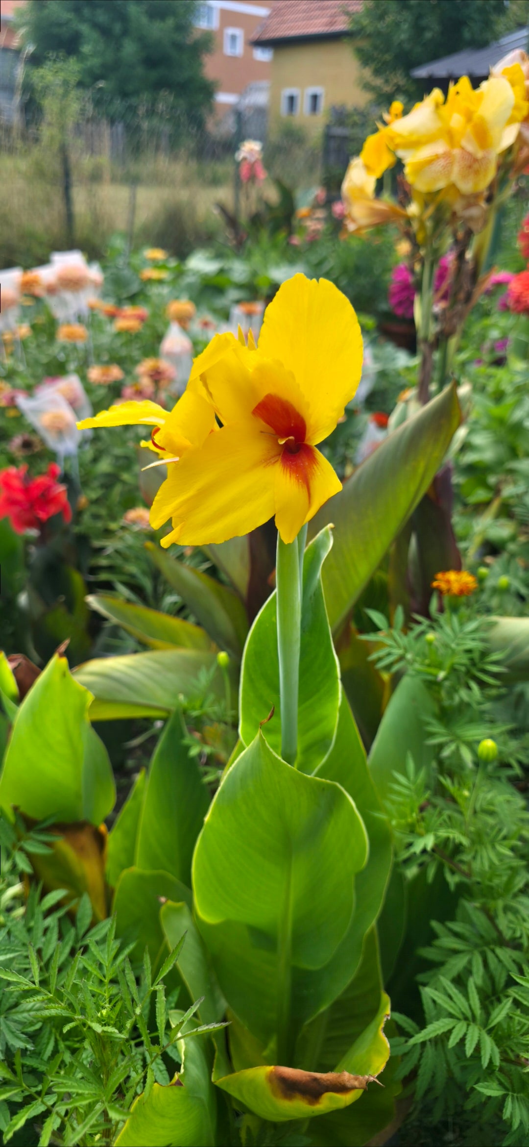 Canna 'Frau Gartenburg'