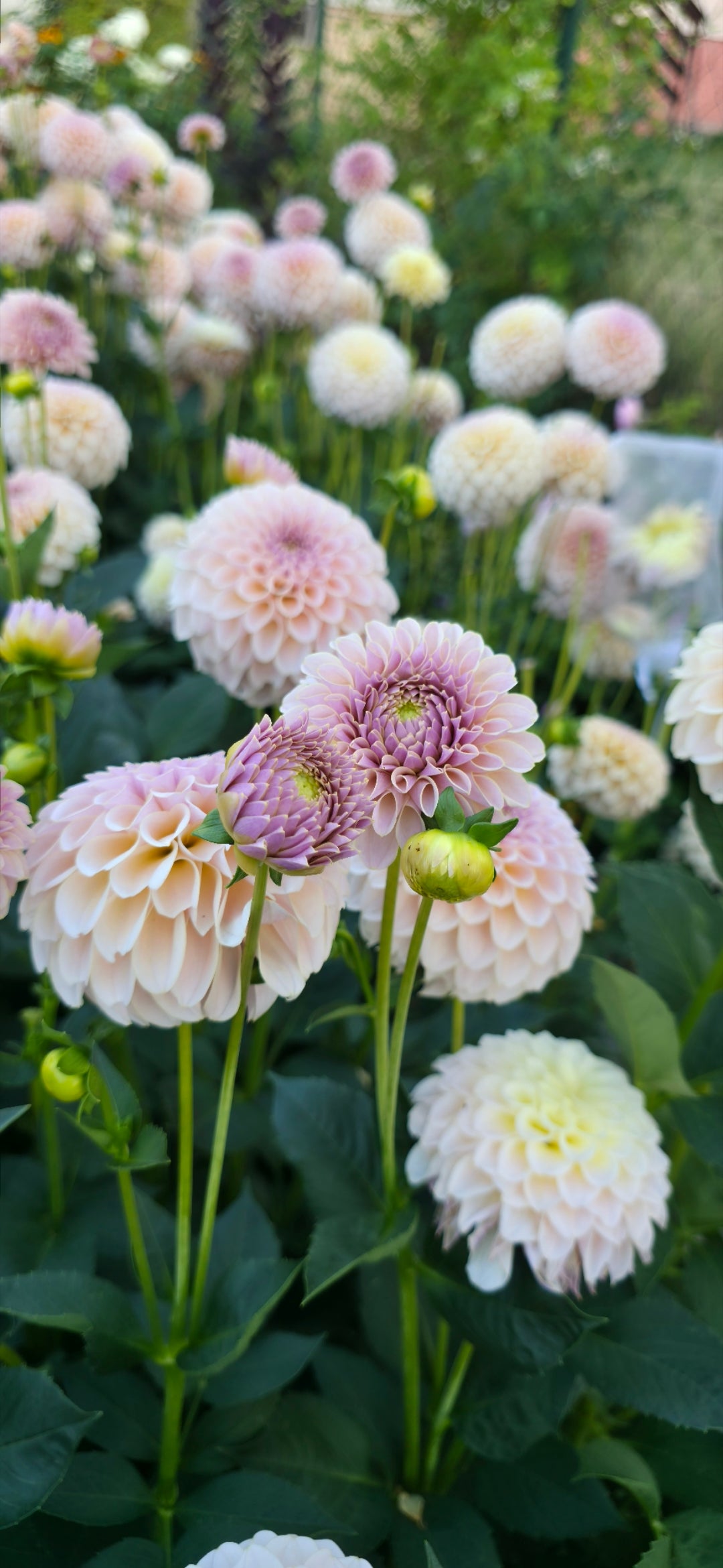 Dahlia 'KA’s® Cinder Rose' - rooted cutting