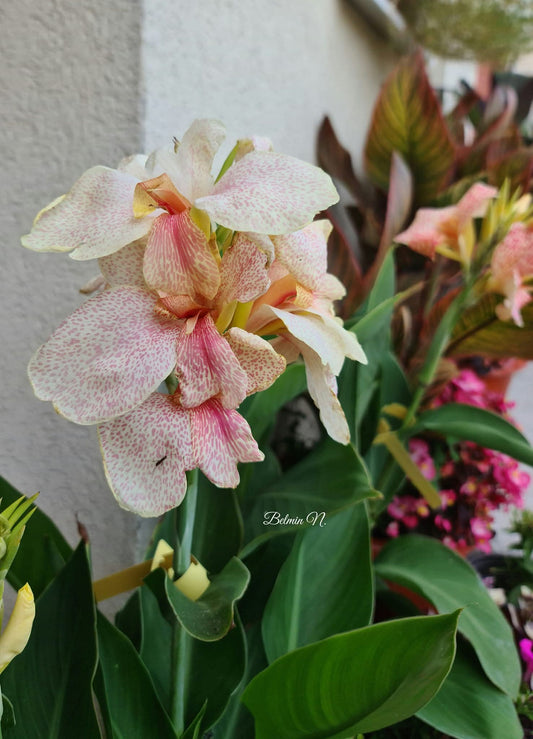 Canna 'Confetti'