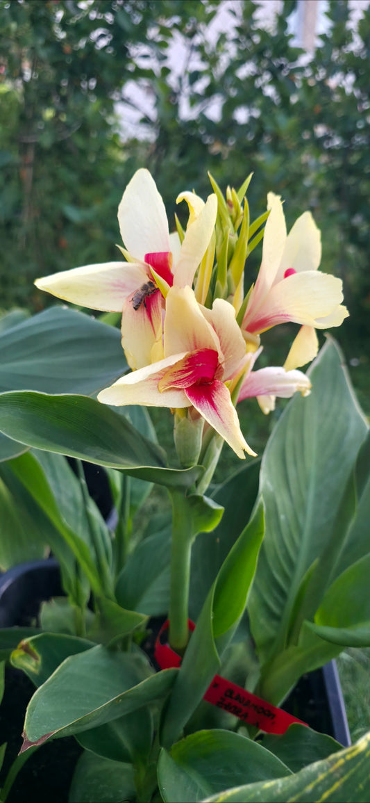 Canna 'Capri'
