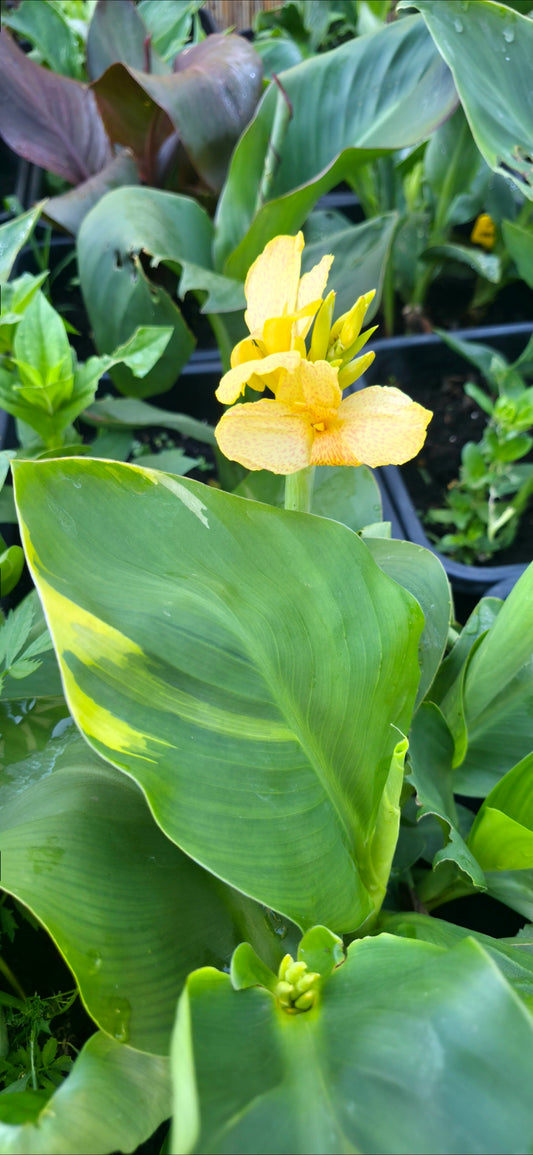 Canna 'Creamy Stripes'