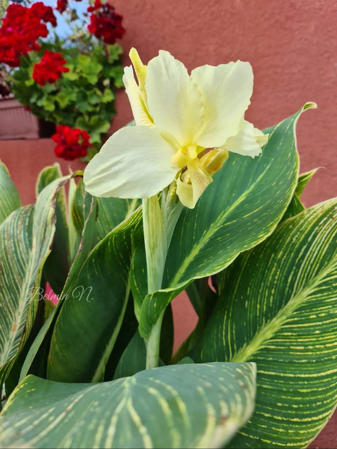 Canna 'White tiger'