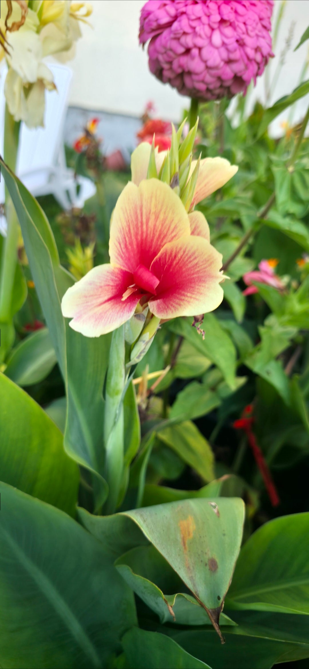 Canna 'Piri Piri'