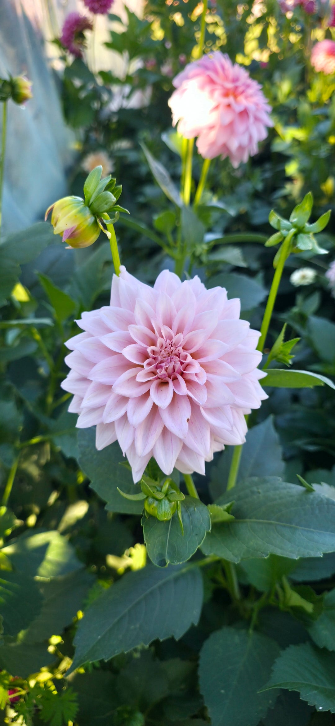 Dahlia 'KA’s® Mocha Jake' - rooted cutting