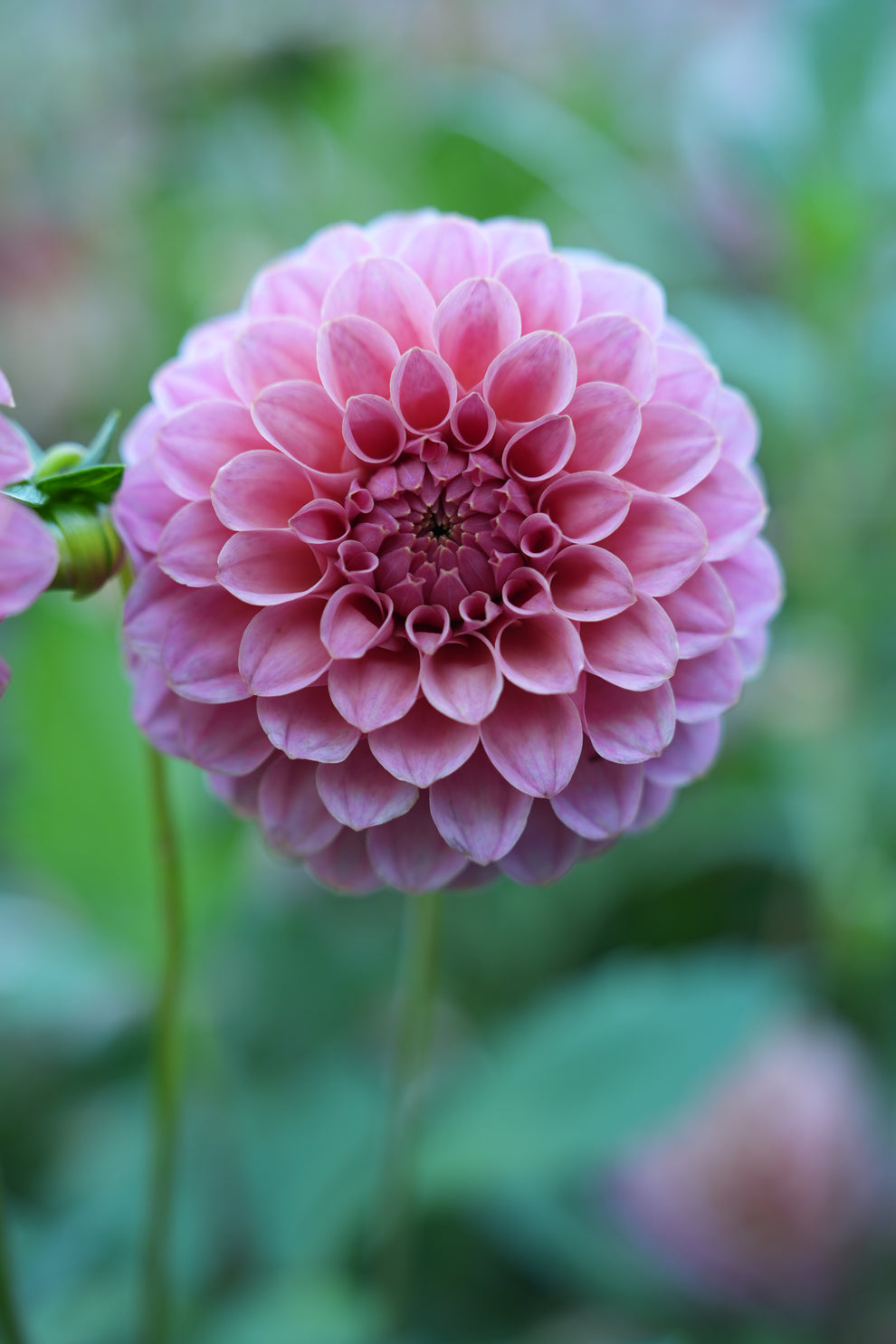 Dahlia 'RM Mauvelous' - rooted cutting