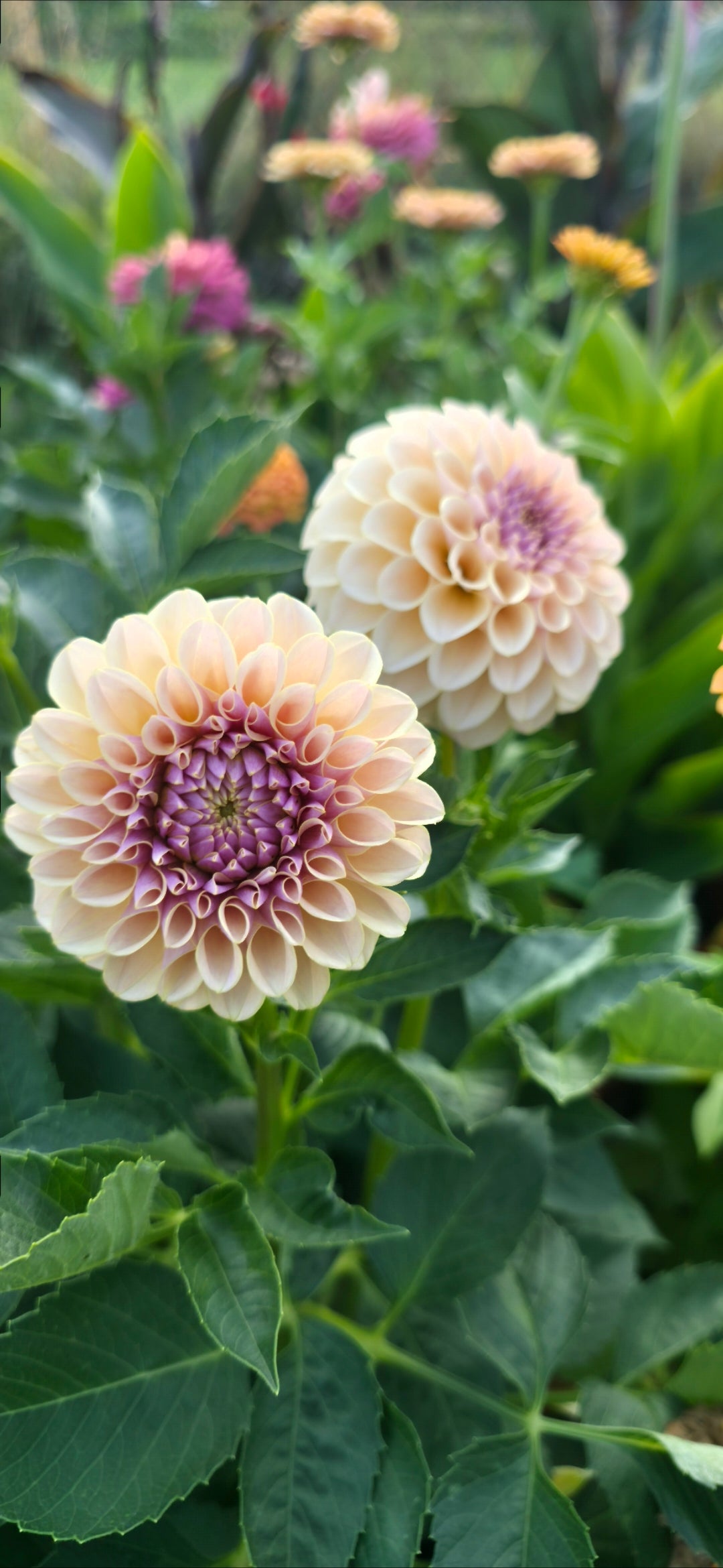 Dahlia 'KA’s® Cinder Rose' - rooted cutting