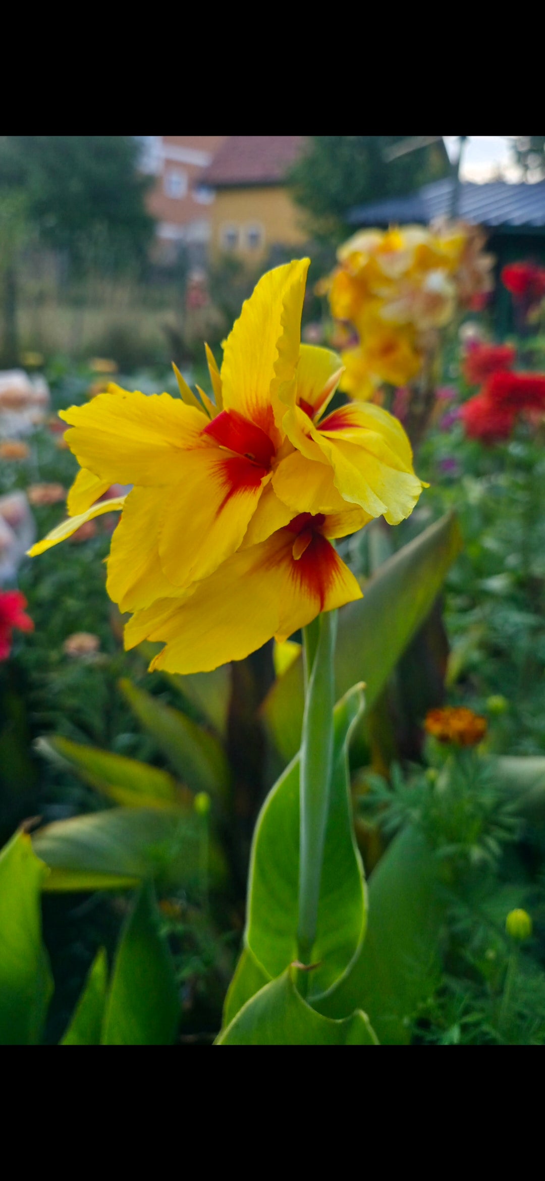 Canna 'Frau Gartenburg'