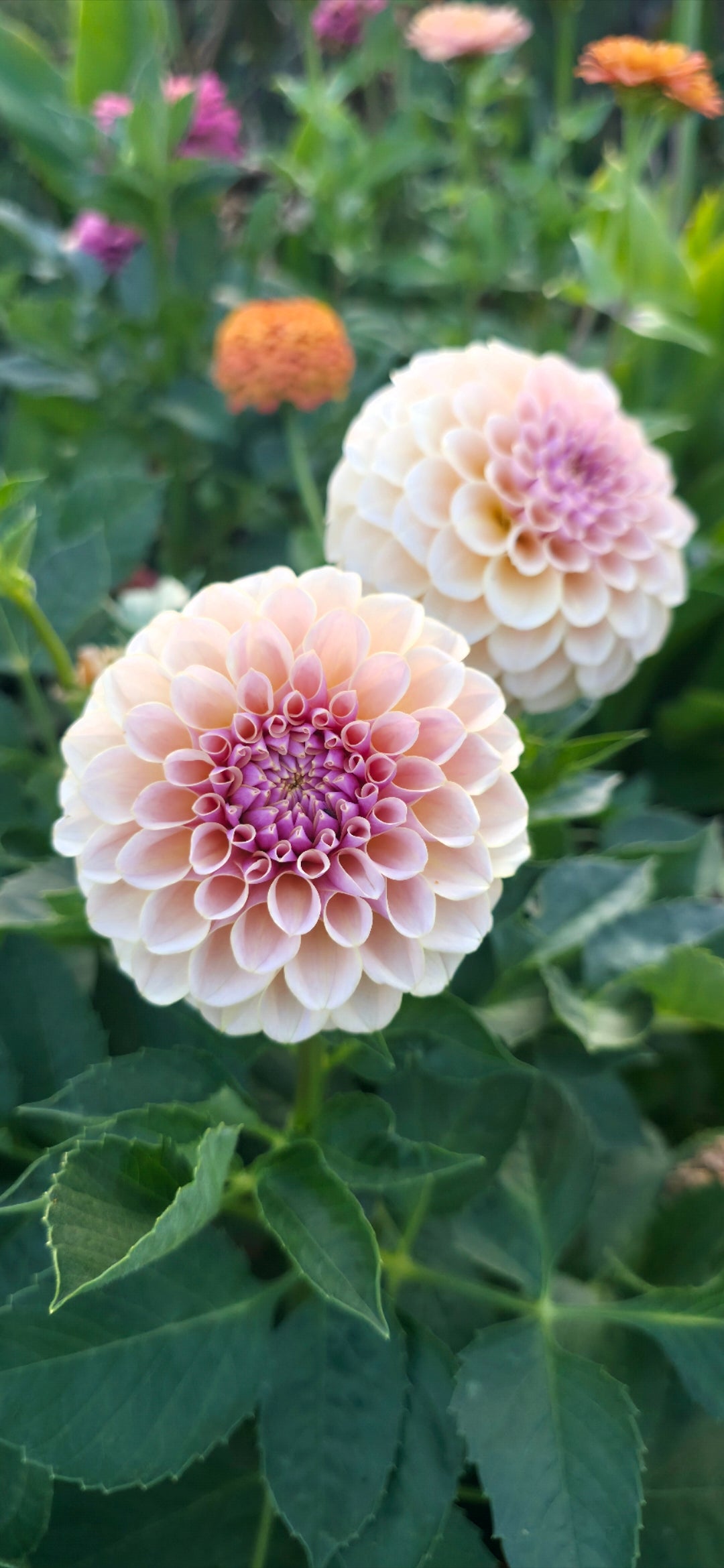 Dahlia 'KA’s® Cinder Rose' - rooted cutting